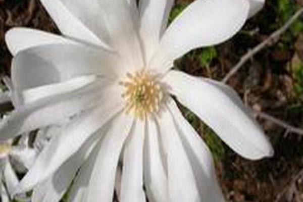 Magnolia stellata \x27Royal Star\x27 Magnolia stellata \x27Royal Star\x27