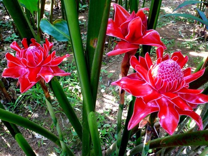 豬油果屬 豬油果屬