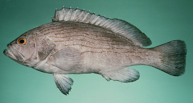 波紋石斑魚
