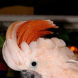 鮭色鳳頭鸚鵡(摩鹿加鳳頭鸚鵡)