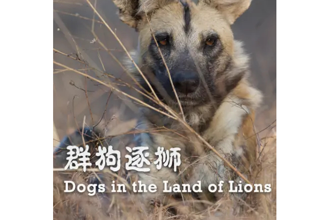 群狗逐獅 群狗逐獅