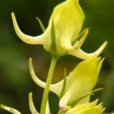 花冠篦齒 花冠篦齒