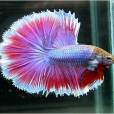 五彩搏魚 五彩搏魚