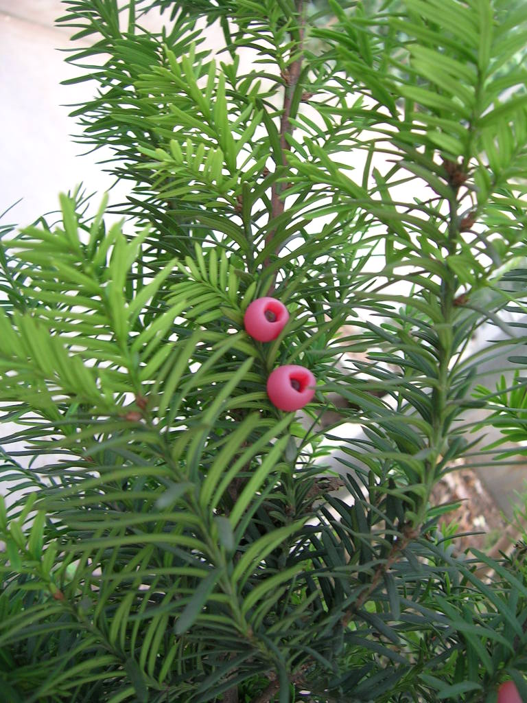 孑遺植物紅豆杉