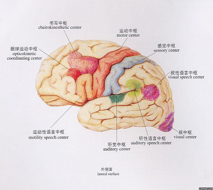 法醫精神病鑑定，是法定能力的依據。