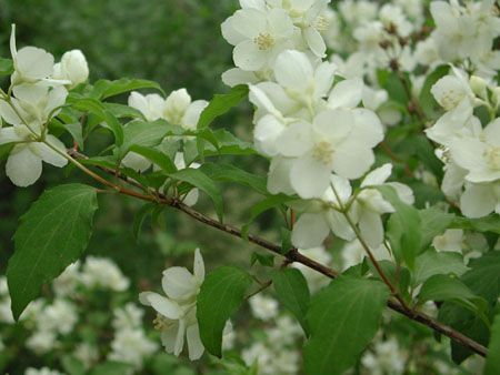 彩色溲疏 彩色溲疏