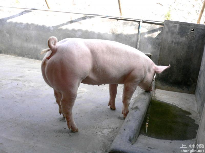 大約克夏豬品種特徵