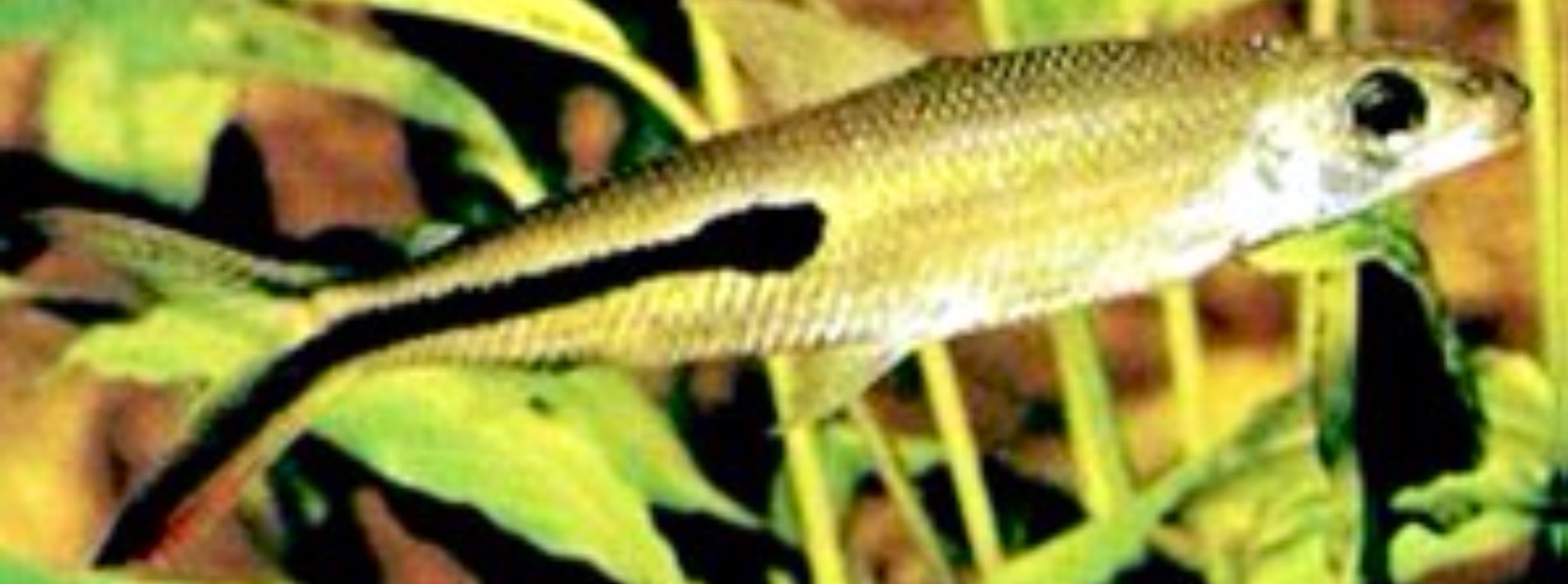 半帶半齒脂鯉 Hemiodopsis semitaeniatus
