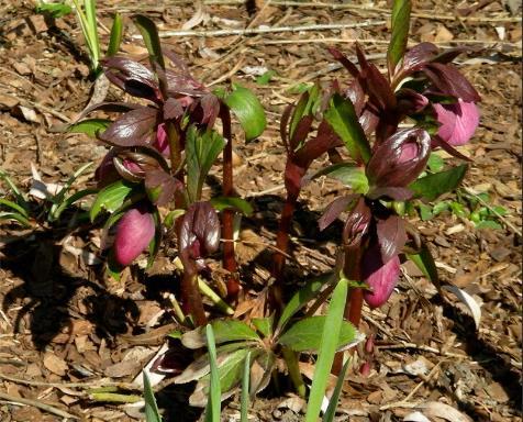 Helleborus × hybridus \x27Red Mountain\x27 Helleborus × hybridus \x27Red Mountain\x27