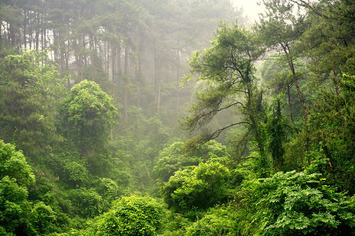 廣西桂林國家森林公園