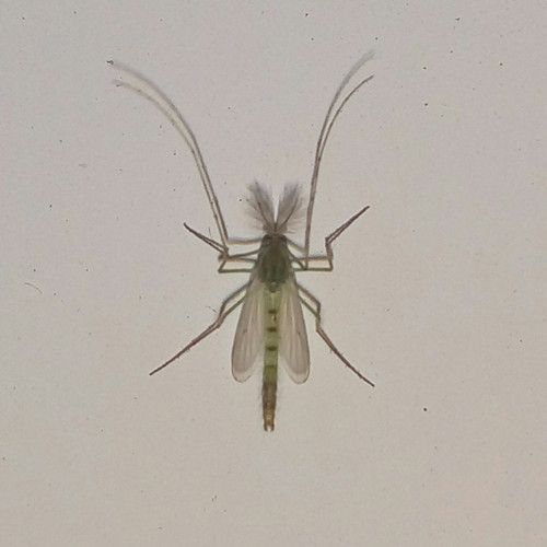 吸網蚊 吸網蚊