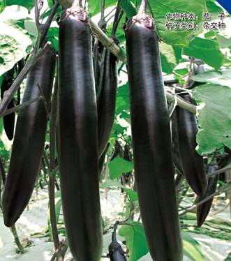 齊茄3號 齊茄3號
