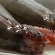 小鰭鐮齒魚 小鰭鐮齒魚