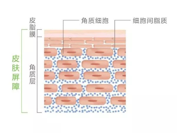 人皮膚角質保護層細胞