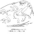 小棒體戎 小棒體戎