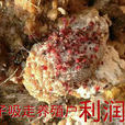 雞蟎 雞蟎