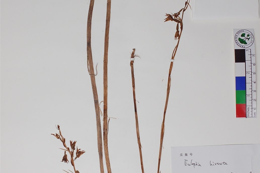 短毛美冠蘭(毛芋蘭) 短毛美冠蘭(毛芋蘭)