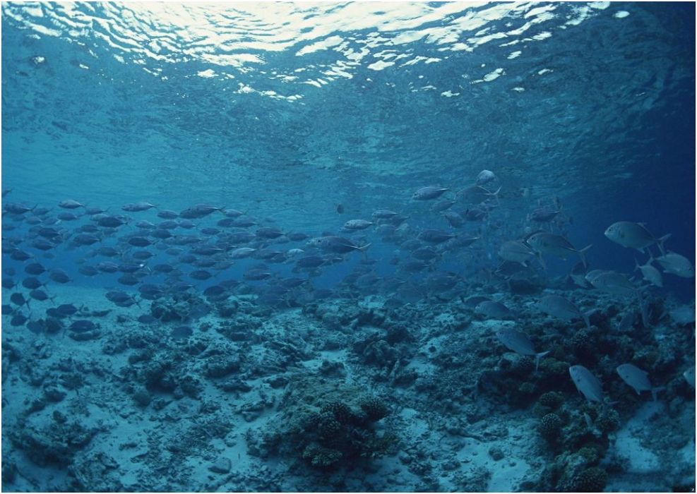 淺海底帶 淺海底帶