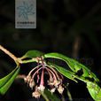 狗骨頭(報春花目紫金牛科植物) 狗骨頭(報春花目紫金牛科植物)