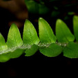 腎蕨(篦子草(植物)) 腎蕨(篦子草(植物))