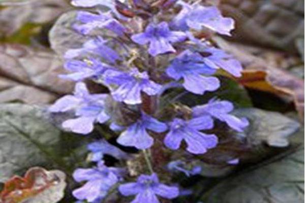 Ajuga reptans \x27Mahogany\x27 Ajuga reptans \x27Mahogany\x27