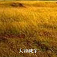 大藥鹼茅 大藥鹼茅