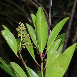 Tapeinosperma tchingouense