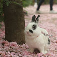 波蘭兔