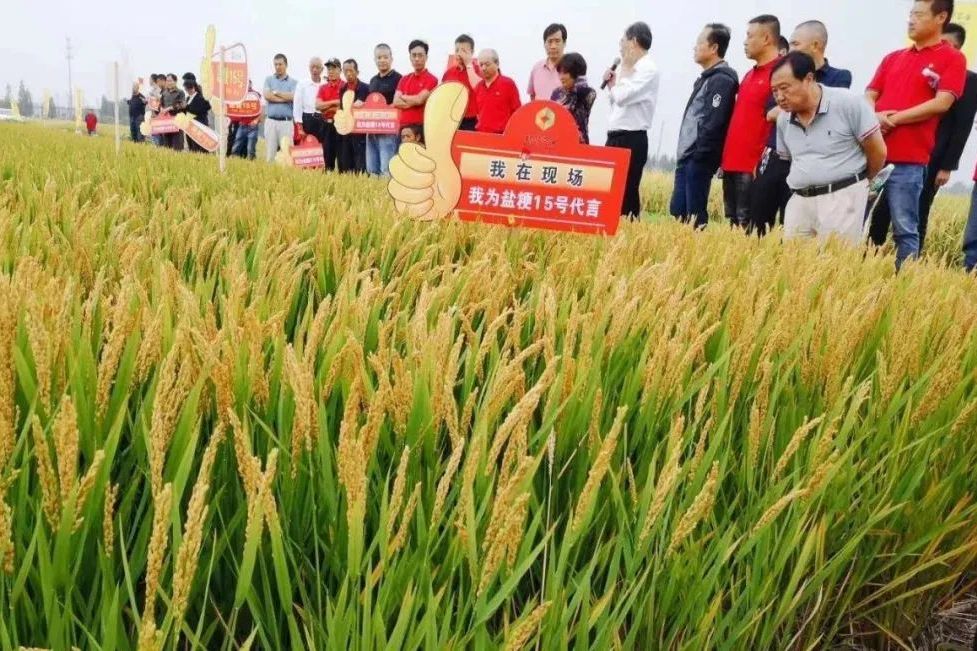 鹽粳15號 鹽粳15號