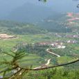岱莊村(山東博山區岳莊鄉下轄村) 岱莊村(山東博山區岳莊鄉下轄村)