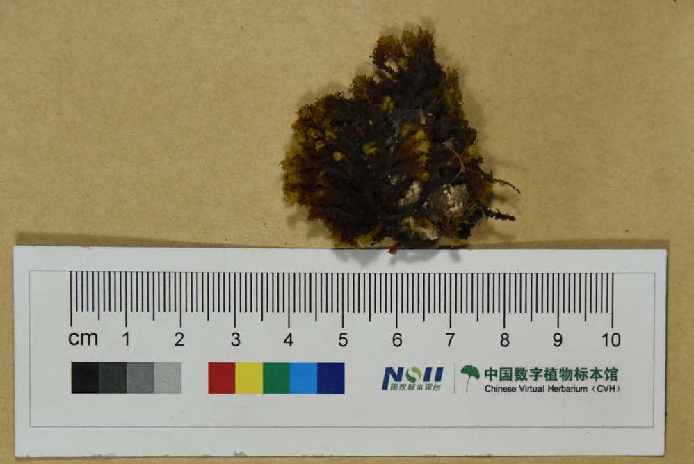 大卷葉蘚 大卷葉蘚