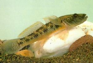鰕虎魚