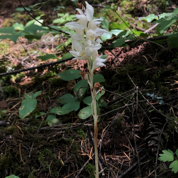 Cephalanthera austiniae