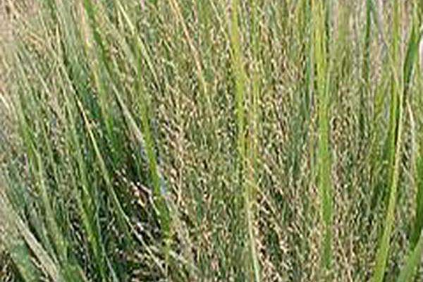 Panicum virgatum \x27Northwind\x27 Panicum virgatum \x27Northwind\x27
