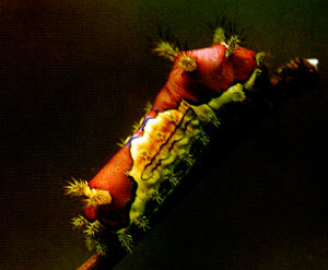 牡丹扁刺蛾幼蟲圖