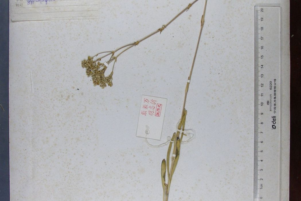 高石頭花 高石頭花