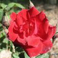 刺莓薔薇 刺莓薔薇