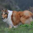 蘇格蘭牧羊犬(蘇牧（動物）)