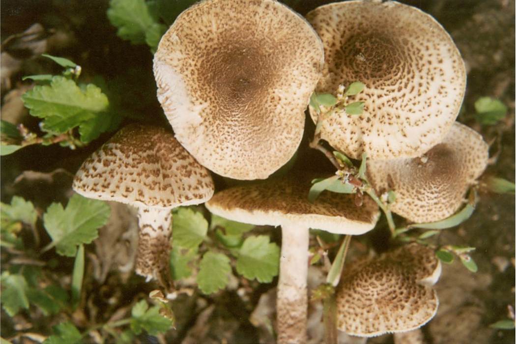 變褐環柄菇 變褐環柄菇