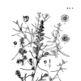 柴達木豬毛菜 柴達木豬毛菜