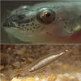 吸血魚 吸血魚