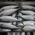 青占魚