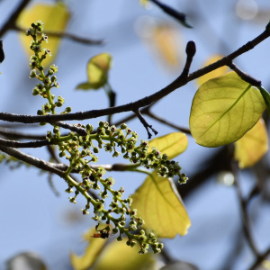 Coccoloba acapulcensis