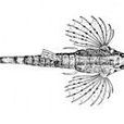 飛海蛾魚