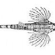 飛海蛾魚 飛海蛾魚