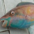灰尾鸚哥魚