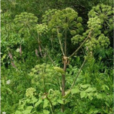 綠花獨活 綠花獨活