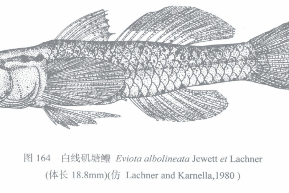 白線磯塘鱧 白線磯塘鱧