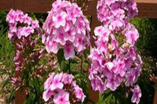 Phlox × arendsii \x27Ping Pong\x27 Phlox × arendsii \x27Ping Pong\x27