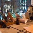 貓緣咖啡館 貓緣咖啡館